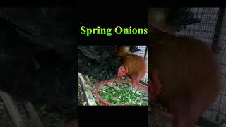 Bantam Chicken Feed #SpringOnions #Viral #Shorts