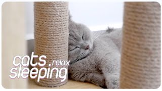 Extremely mellow therapy music reduces mother cat stress l Relax Your Cats Ep3 l Music Sleep