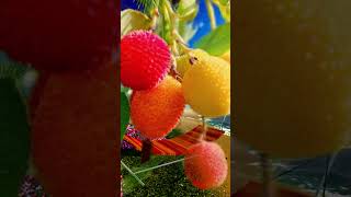 josh strawberry eating squirrel | best viral short video | eating video .#reels #ytshorts #viral