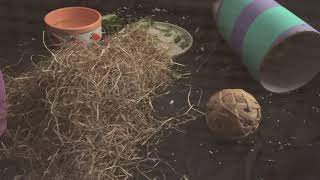 Fluffy Guinea pig gets a new friend!