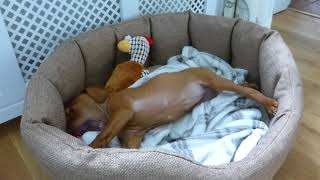 Coco Hungarian Vizsla Puppy in Bed