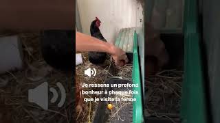 ma ferme mes poules mon chien #agriculturebiologique #poules #poulespondeuses #ferme