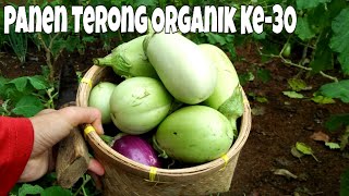 Eps. 52 Gardening || Panen Terong Bisa Sampai 30 Kali😍 || Harvest Eggplants