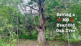 Selective Clearing | Saving A 200 Year Old Oak Tree