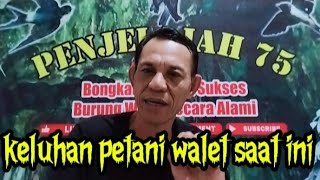 keluhan petani walet di lapangan luar biasa..