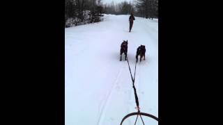 Dogsledding on Valentine's Day