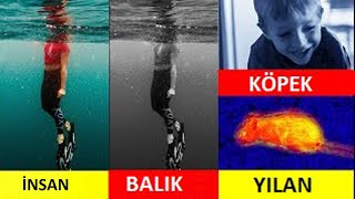 HAYVANLAR DÜNYAYI NASIL GÖRÜRLER