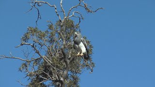 RESERVA FLOROFAUNÍSTICA DE MERLO   SAN LUIS   RUMBOS PARA VER   CITAR SRL