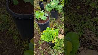 Garden Update, April 10th