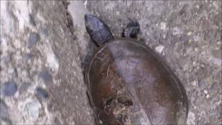 European pond turtle