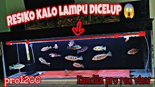 KANDILA PRO RED VIEW || Di Gantung atau Di Celup ???  || cara dan tips pemasangan lampu Aquarium.