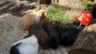 Guinea Pigs Playing Outside