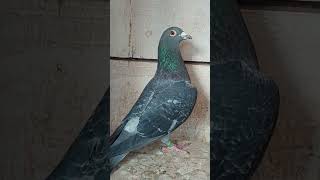 Racing pigeon Org. Alija Lokvančić #pigeon #racingpigeon #homingpigeon #dovebird