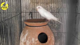 Adeeba birds farm & pets