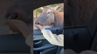 Come with us at a Safari in Texas #daydate #safari #vlog #comewithme #animals