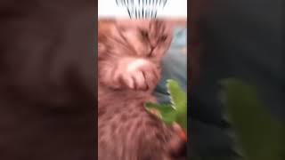 CAT FUNNY VIDEOS 🤣 2023 #catfunnyvideo #catlover