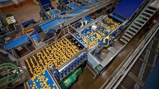 Potato Washing, Grading & Optical Sorting Line | Tong Engineering