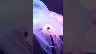 Moon Jellyfish Magic: Glowing Drifters of the Ocean!