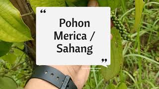 Pohon Merica / Sahang