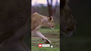 Lioness Prowling