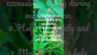 Makahiya Plant | Benefits