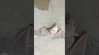 THE POOR BAT LOST AT THE ILOILO SEA/I'M TRYING TO HELP HIM