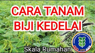 Cara Menanam Kacang Kedelai Skala Rumahan @Kang Ali JPN