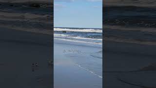 Baby seagulls on the beach