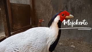 Ayam Surga Silver Pheasant yg Menawan Mojokerto