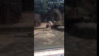 Angry White Tiger - Saigon Zoo