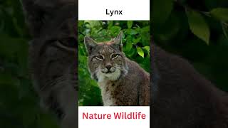 Lynx animal #animals