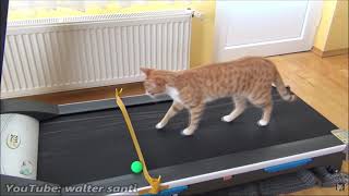 Treadmill cat