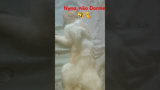 NYNO. Vida dura.😁🤣