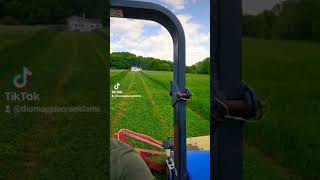 Cutting that Haaaaaaaaay #smallfarming #farmlife #hay #cattle #tractor #makinghay