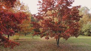 Music to Meditate and Relax with Sounds of Creek and Nature   Calm the Thoughts