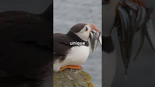 Amazing Facts About Puffins!