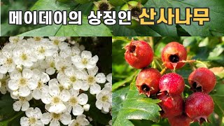 메이데이의 상징인 산사나무