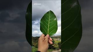 Leaf carving art #leafart #artstyle #artshortsvideo #shortfeed