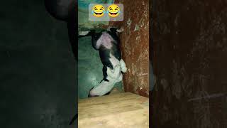 Sleeping style#youtubeshorts #pitbulldoglover #doglove #trendingvideo