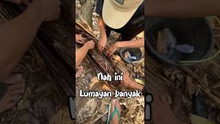 Mancing ikan gabus #shortvideo #shorts #mancing #sawah