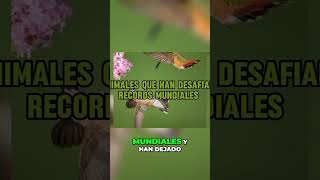 Animales que desafían récords mundiales  Asombrosos logros en el reino animal #shorts #shortsviral