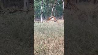 YT-51, 😱Tiger Roar😱#tiger #travel #explore #kanha #catfamily #shorts #trending #roar #nationalpark