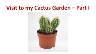 Cactus Garden Part I