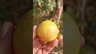 Fruits harvesting 🍋‍🟩🥑🥝🍐🍑 #seasonal #fruitfarming #guava #fruitsharvest @gardening_lover7469