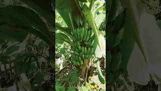 Pisang Ajaib!! Kecil-Kecil sudah Berbuah!!