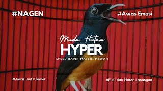 Murai Batu Muda Hutan Hyper Nembak Isiannya Roll Speed Rapet,Bikin Murai Lain Ikut Terpancing Emosi