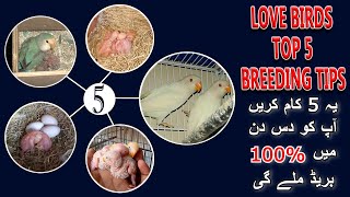 لوو برڈس بریڈ نہیں کر رہے تو یہ 5 کام کرلیں | LOVE BIRDS TOP 5 BREEDING TIPS | AA BIRDS INFORMATION