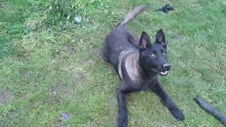 Belgian malinois Speaking on command  #belgianmalinois  #puppyspeaking