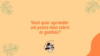 Gambás: quem são? O que comem? Onde vivem?