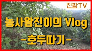 진팜TV 농사왕진이의 호두수확 Vlog - 호두나무 타는 생생한 수확현장